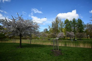 Riga. - Letonya. 27 Nisan 2023. Riga 'daki Zafer Parkı' nda Sakura 'nın gelişimi