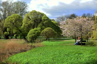 Riga. - Letonya. 27 Nisan 2023. Riga 'daki Zafer Parkı' nda Sakura 'nın gelişimi