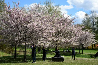 Riga. - Letonya. 27 Nisan 2023. Riga 'daki Zafer Parkı' nda Sakura 'nın gelişimi