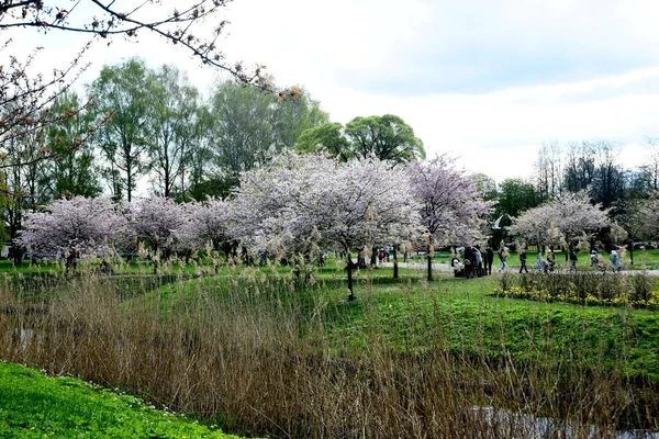 Riga Letonia Abril 2023 Florecimiento Sakura Parque Victoria Riga — Foto de Stock