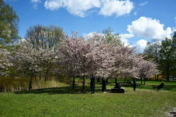 Riga Letónia Abril 2023 Floração Sakura Parque Vitória Riga — Fotografia de Stock