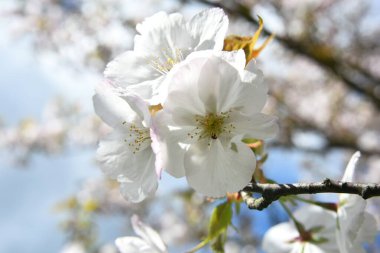 Riga Şehir Parkı 'nda çiçek açan sakura, mavi gökyüzünde açan pembe sakura.