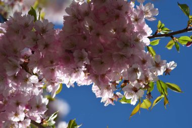 Riga Şehir Parkı 'nda çiçek açan sakura, mavi gökyüzünde açan pembe sakura.