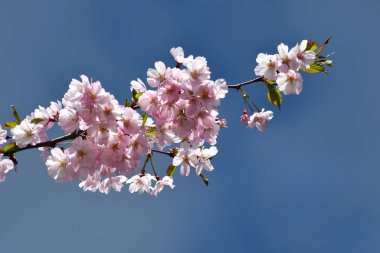 Riga Şehir Parkı 'nda çiçek açan sakura, mavi gökyüzünde açan pembe sakura.