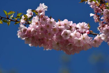 Riga Şehir Parkı 'nda çiçek açan sakura, mavi gökyüzünde açan pembe sakura.