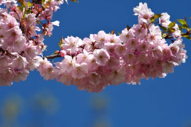 Riga Şehir Parkı 'nda çiçek açan sakura, mavi gökyüzünde açan pembe sakura.