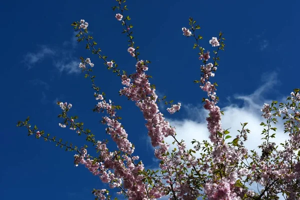 Kwitnąca Sakura Parku Miejskim Ryga Różowe Kwiaty Sakury Błękitnym Niebie — Zdjęcie stockowe