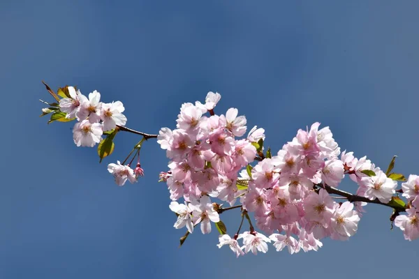 stock image Flowering sakura in Riga City Park, Pink sakura blossoms on blue sky