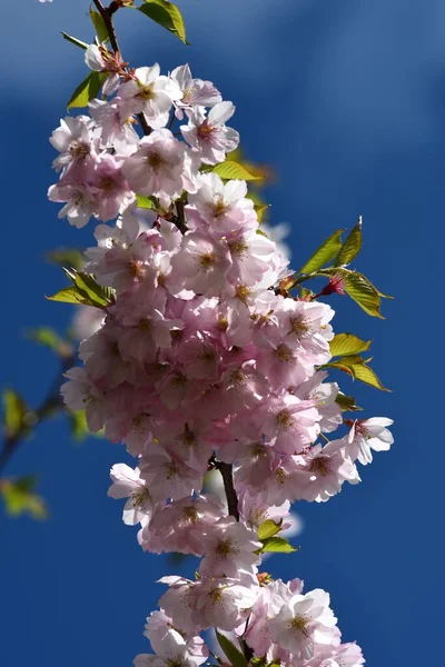 Sakura Florido Riga City Park Flores Sakura Rosa Céu Azul — Fotografia de Stock