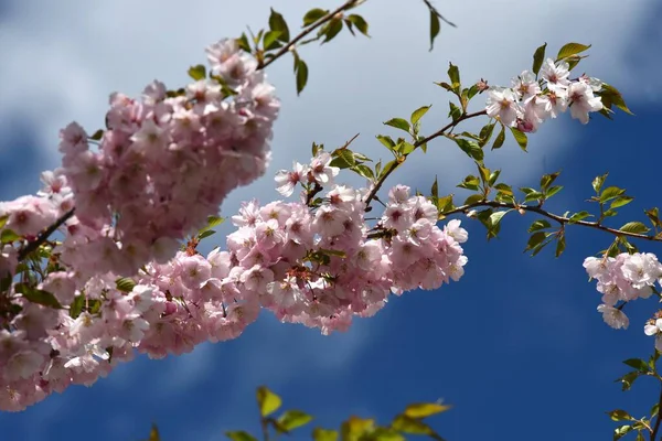 Sakura Con Flores Parque Ciudad Riga Sakura Rosa Florece Cielo — Foto de Stock