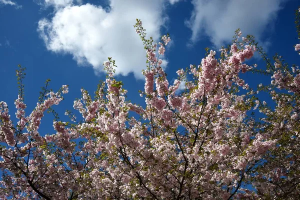 在里加市公园里盛开的樱花 在蓝天上绽放着粉红色的樱花 — 图库照片