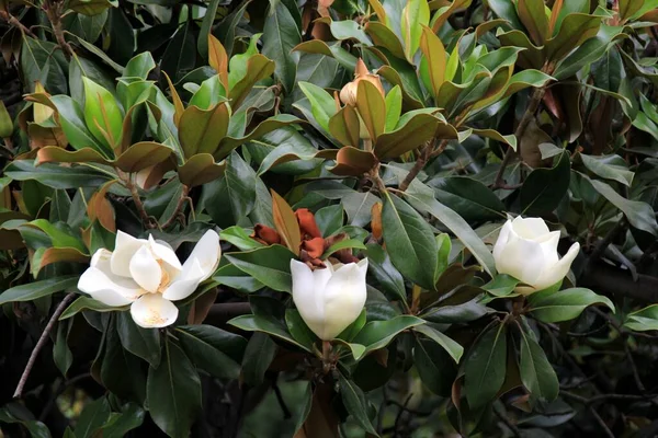 white southern magnolia flower is surrounded by glossy green leaves of a tree, Madrid