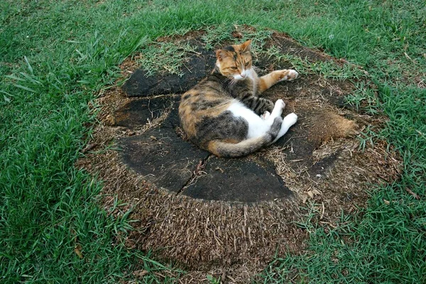 Colored Cat Sleeps Park Cut Palm Tree Stump Surrounded Green — Stock Photo, Image