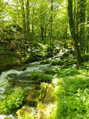 Hızlı dağ nehri Tara, şelaleler ve akıntılar, Tara bahar parkı, Karadağ