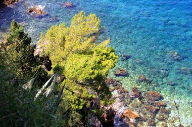 Önünde ağaç, agave, bitki ve taş bulunan Temiz Mavi Su Adriyatik Denizi kıyı şeridi, Hırvatistan 'ın Dubrovnik kenti