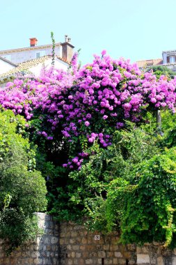 Hırvatistan 'ın Dubrovnik sokaklarında çiçek açan renkli zulacılar ve diğer bitkiler. Çiçekler ve bitkiler evin pencereleri ve ön cephesinde.