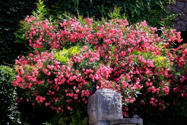 Hırvatistan 'ın Dubrovnik sokaklarında çiçek açan renkli zulacılar ve diğer bitkiler. Çiçekler ve bitkiler evin pencereleri ve ön cephesinde.