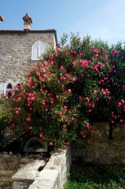        Karadağ 'ın Eski Budva kentinde eski bir taş evin duvarındaki kırmızı zakkum çalısı                        