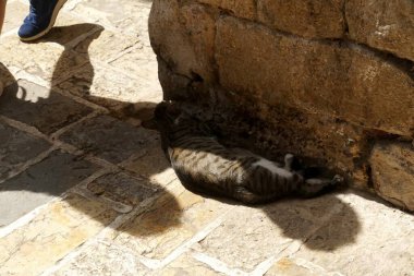    Budva Eski Kasabası, Eski Budva, Karadağ sokaklarında kediler                            
