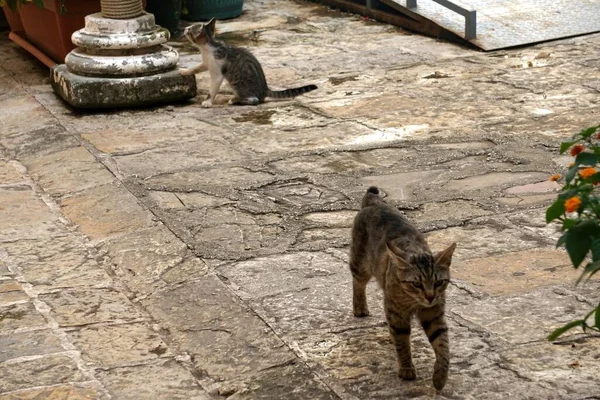 Cats on the streets of Budva Old Town, Old Budva, Montenegro