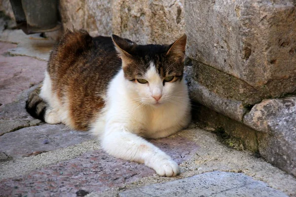 Los Famosos Gatos Kotor Casco Antiguo Kotor Montenegro — Foto de Stock