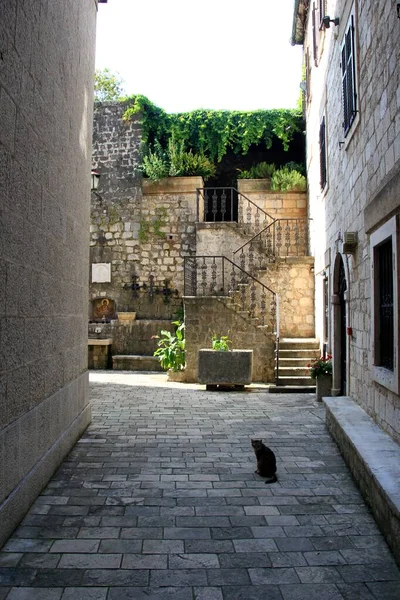 Los Famosos Gatos Kotor Casco Antiguo Kotor Montenegro —  Fotos de Stock