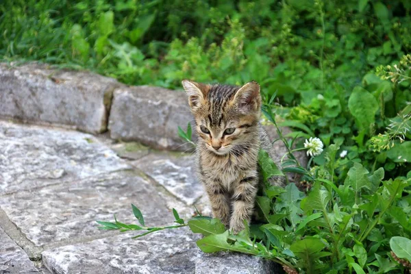 古い町のコトールの有名な猫 モンテネグロ コトール ストックフォト
