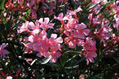 Güneşli bir yaz gününde, Budva, Karadağ 'da renkli çiçek açan zakkum çalıları