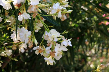 Güneşli bir yaz gününde, Budva, Karadağ 'da renkli çiçek açan zakkum çalıları