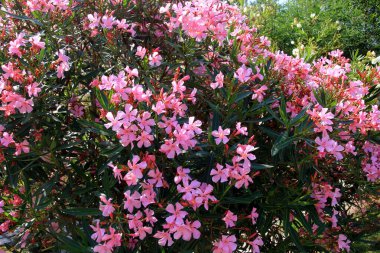 Güneşli bir yaz gününde, Budva, Karadağ 'da renkli çiçek açan zakkum çalıları