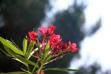 Güneşli bir yaz gününde, Budva, Karadağ 'da renkli çiçek açan zakkum çalıları
