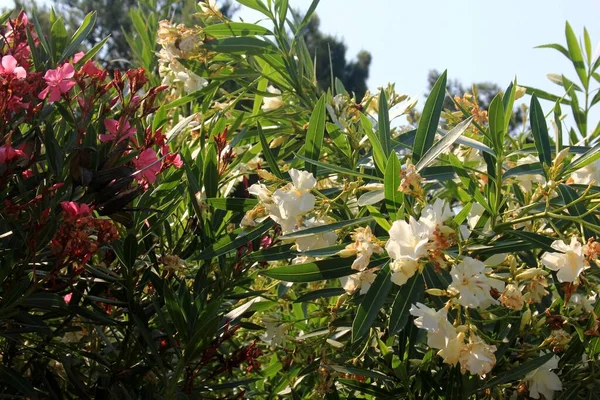 Színes Virágzó Oleander Bokrok Egy Napos Nyári Napon Budva Montenegró — Stock Fotó