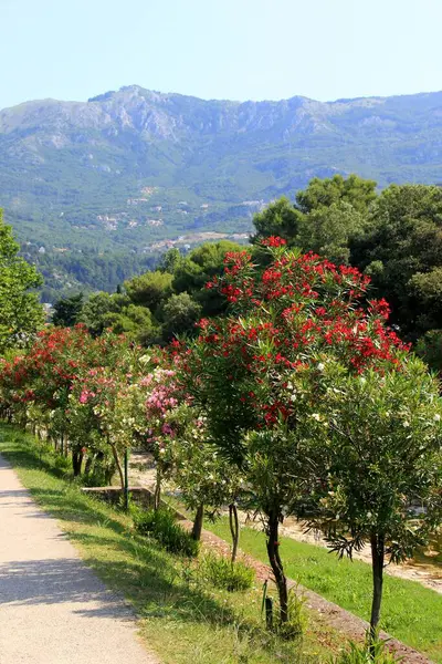 Цветущие Олеандровые Кусты Солнечный Летний День Будва Черногория — стоковое фото