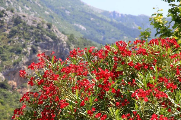 Красный Oleander Цветы Куст Горном Фоне Летнее Время Которская Черногория — стоковое фото