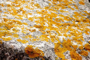      Sarı yosun kayalarda yetişir. Büyük taşlarda sarı mantar siyanobakteri, yosun ve kabuklu deniz yosunu. Taş yüzey ve doku.                          