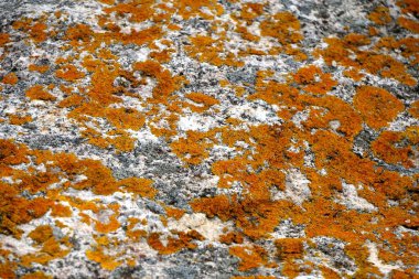      Sarı yosun kayalarda yetişir. Büyük taşlarda sarı mantar siyanobakteri, yosun ve kabuklu deniz yosunu. Taş yüzey ve doku.                          