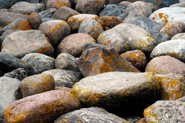      Sarı yosun kayalarda yetişir. Büyük taşlarda sarı mantar siyanobakteri, yosun ve kabuklu deniz yosunu. Taş yüzey ve doku.                          
