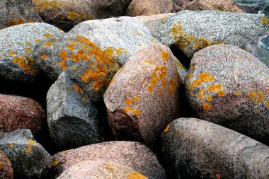      Sarı yosun kayalarda yetişir. Büyük taşlarda sarı mantar siyanobakteri, yosun ve kabuklu deniz yosunu. Taş yüzey ve doku.                          