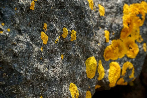 Yellow moss grows on rocks. Yellow fungus cyanobacteria, moss and crustacean lichen on the big stones. Stone surface and texture.