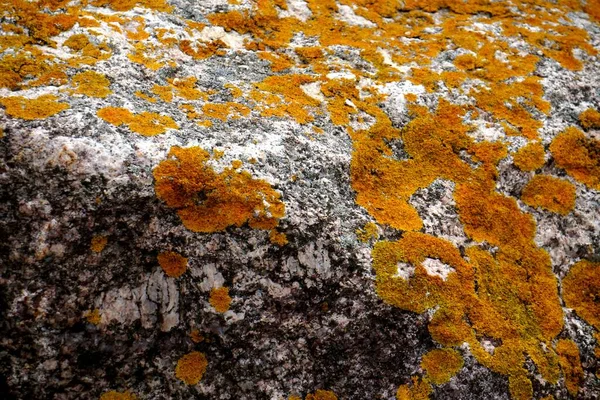 Yellow moss grows on rocks. Yellow fungus cyanobacteria, moss and crustacean lichen on the big stones. Stone surface and texture.