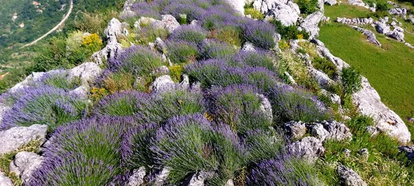 Wilde Lavendel Groeit Bergen Melnkane Zonnige Zomerdag — Stockfoto