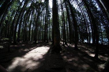             Kara Göl yakınlarındaki çam ormanı, balık gözü etkisi, Karadağ                  