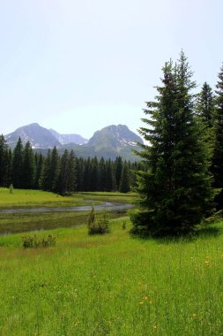 Yaz güneşli bir günde Durmitor Milli Parkı 'nın güzel manzarası