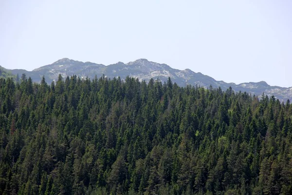 夏の晴れた日の間に国立公園ダーミターの美しい景色 — ストック写真