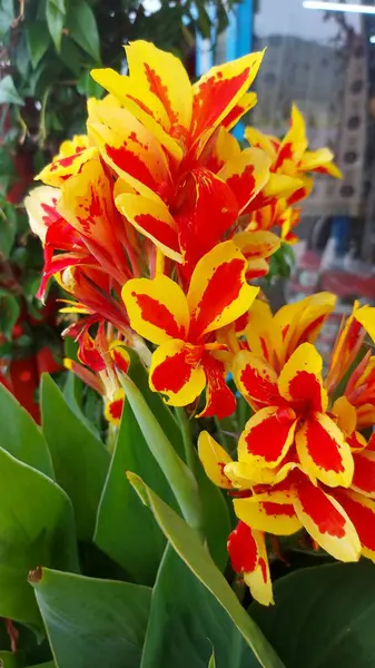 Canna Queen Charlotte Yellow Red Flower Blooming Garden — Stock Photo, Image