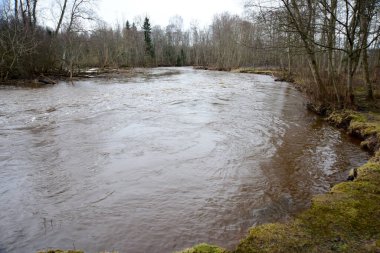 Nehir boyunca uzanan ağaçlarla