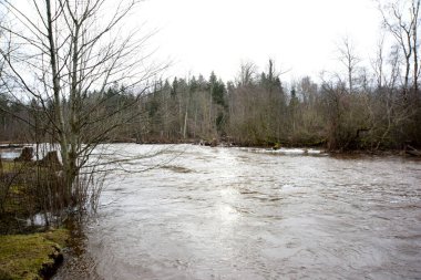 Nehir boyunca uzanan ağaçlarla