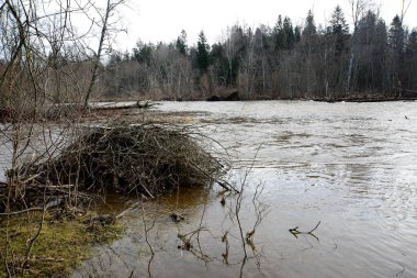 Nehir boyunca uzanan ağaçlarla