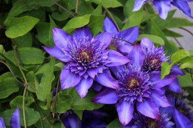 Baharda açan çift mavi klematis çiçeği