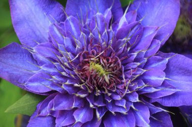 Baharda açan çift mavi klematis çiçeği